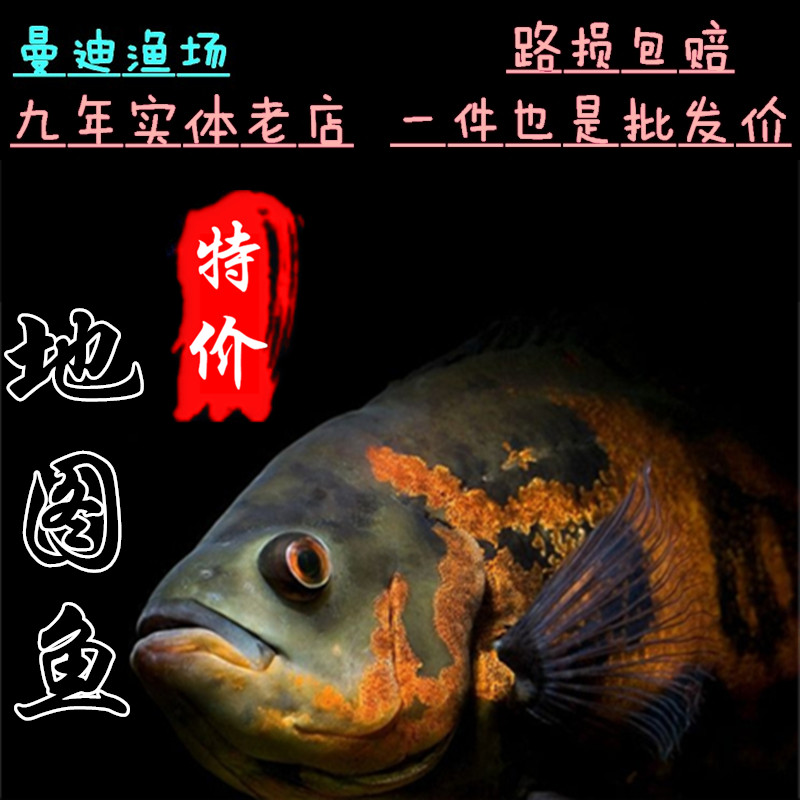 黑地图白地图鱼猪仔鱼花猪鱼中大鱼