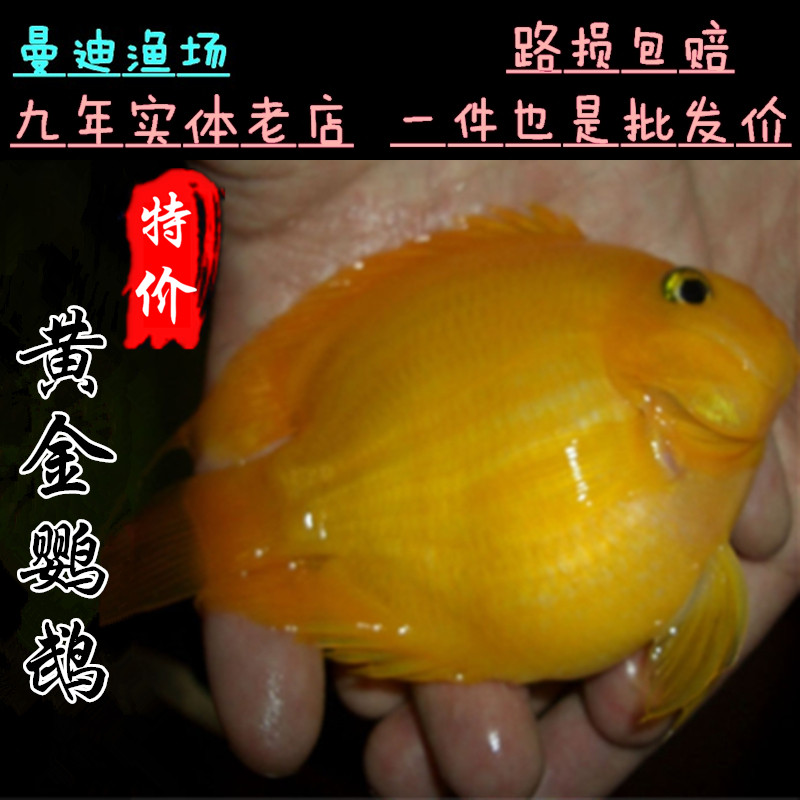 热带观赏鱼黄鹦鹉鱼活体金元宝财鱼