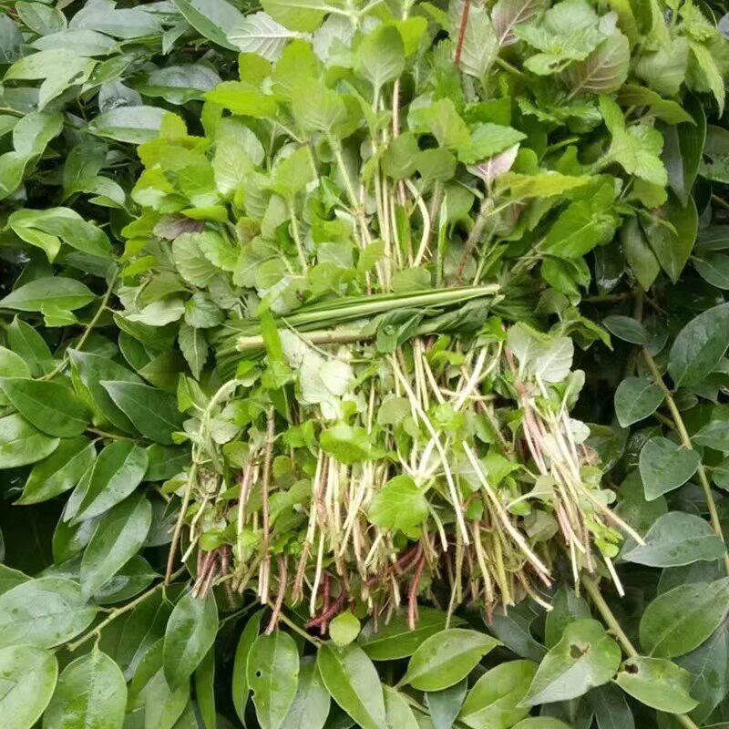 贵州野菜苗烧鱼野菜蚂蚁菜苗毛毛菜黎平从江榕江特产当季热销包邮