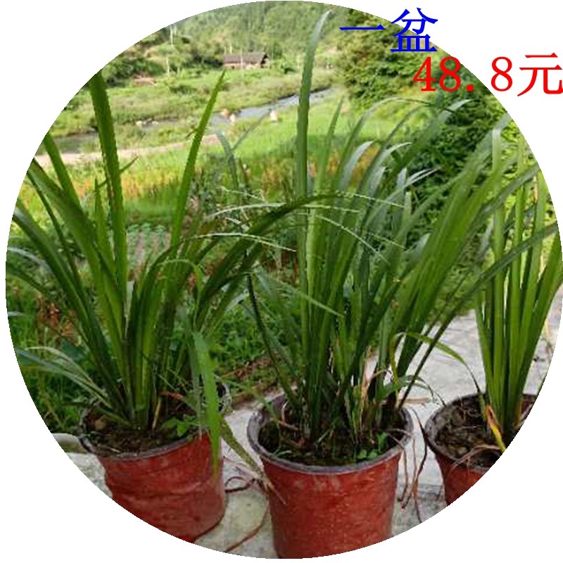 贵州黔东南黎平特产三山奈五香草随手香盆栽带盆景苗一盆热销包邮