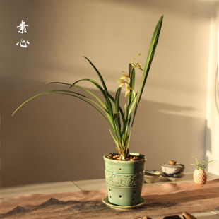 新手专用兰花盆精品现代风春兰建兰四季兰镂空陶瓷花盆送精致托盘