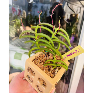 满4个包邮水苔蝴蝶兰专用吊盆挂盆镂空盆风兰石斛盆生长复花神器