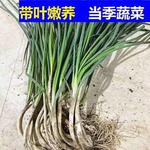藠头新鲜带叶当季蔬菜荞头带叶带须现挖现发农家自种荞头新鲜