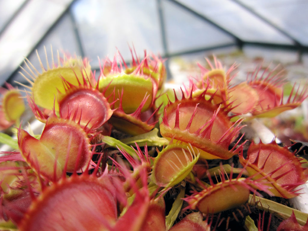 盆栽 食虫植物-红手指捕蝇草 long red finger 【种好发货】
