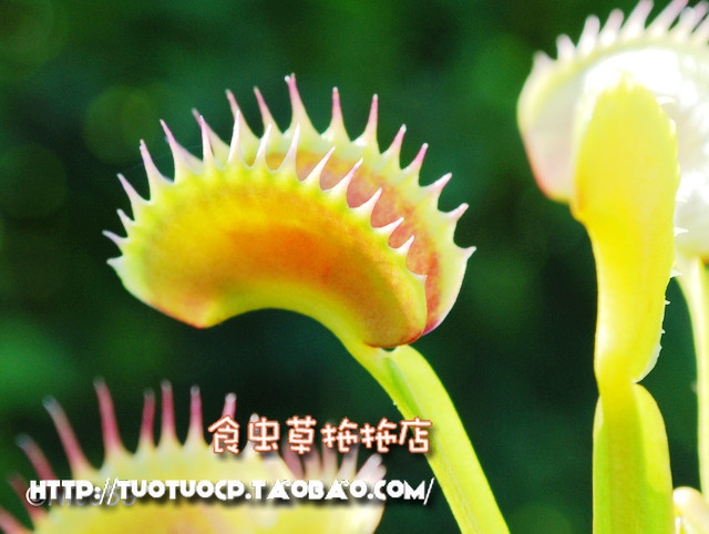 盆栽-花卉-食虫植物-鲨鱼捕蝇草 s小苗