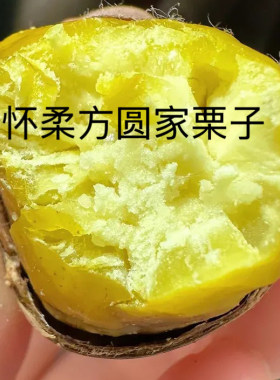 栗农直发 2025正宗北京怀柔油栗 新鲜生栗子 方圆儿家 非迁西板栗