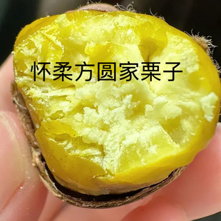 栗农直发 2025正宗北京怀柔油栗 新鲜生栗子 方圆儿家 非迁西板栗