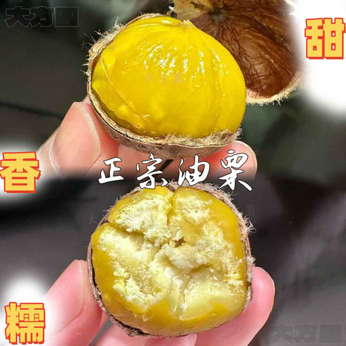 新鲜板栗生栗子特大新货北京特产