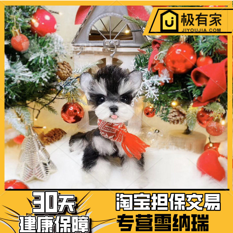 纯种浅椒盐黑银小型茶杯迷你雪纳瑞幼犬活体宠物狗小体浅灰色2133