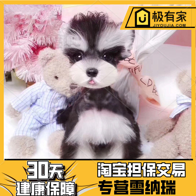 纯种浅椒盐黑银小型茶杯迷你雪纳瑞幼犬活体宠物狗小体浅灰色2105