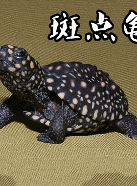 斑点龟苗 黑池龟斑点苗大深水鱼缸龟黄头侧颈水龟稀有宠物小乌龟