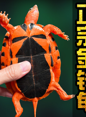 正宗金钱龟 三线闭壳龟 稀有观赏乌龟南石金钱龟活物海南川字背龟