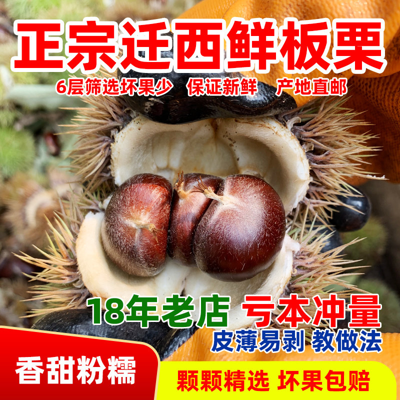 【好板栗清库】25年迁西新鲜板栗正宗百年老树生板栗新鲜河北燕山