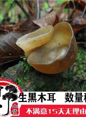 野生黑木耳黑木耳特价