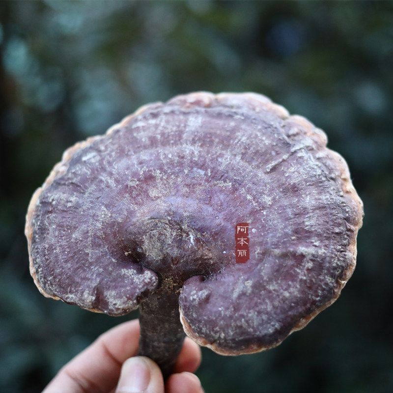 阿本丽云南野生赤灵芝山货整支切片野生灵芝非灵芝孢子粉泡酒泡茶