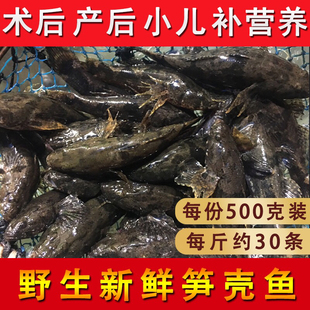 潮汕特产野生狗母鱼新鲜笋壳鱼深海捕鱼鲜活冷冻营养煲汤海鱼500g