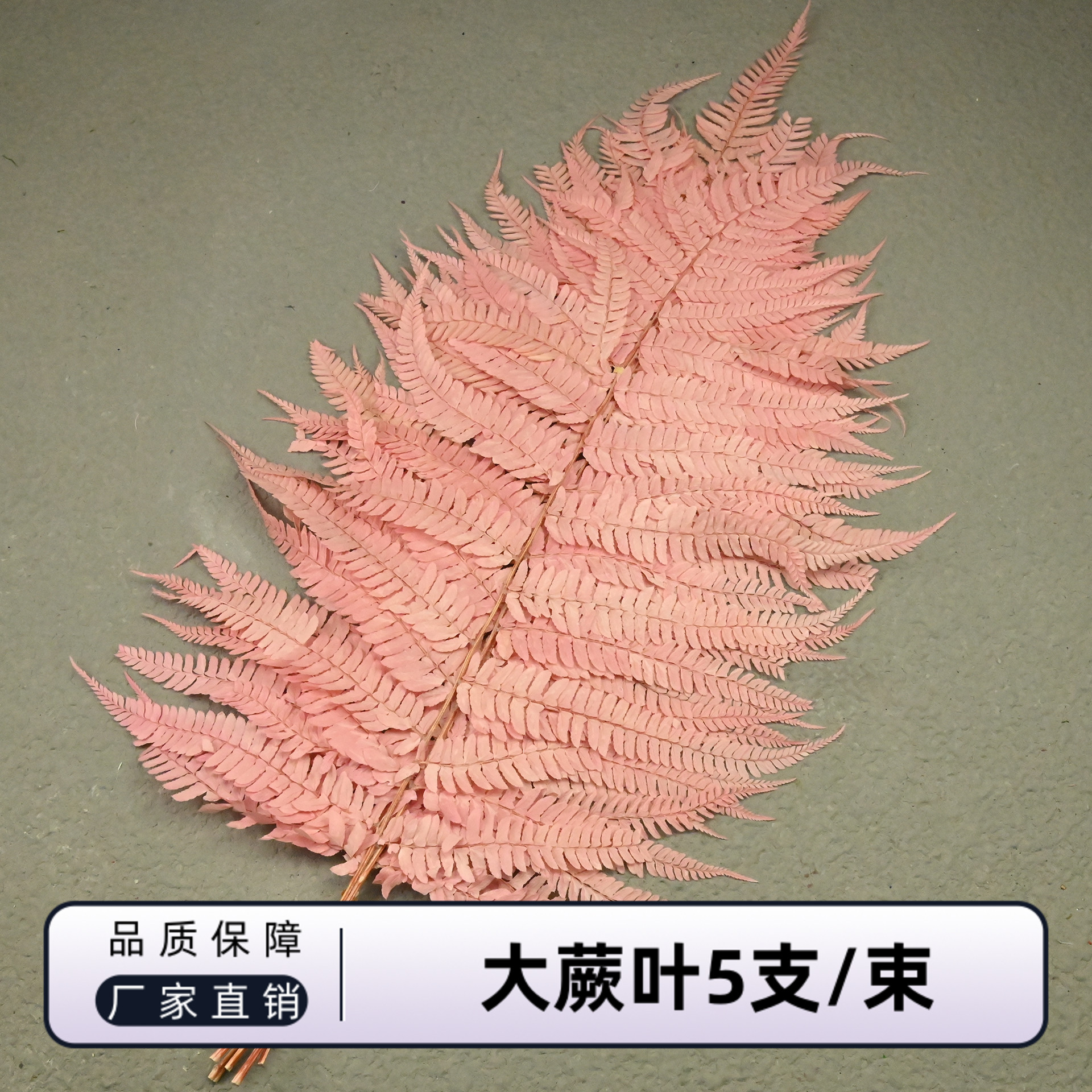 幻花永生花大蕨叶5支/束厂家直销