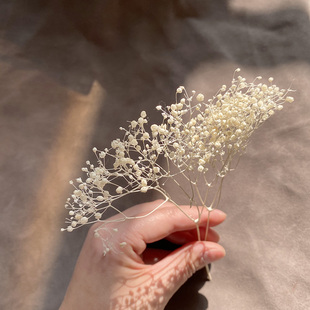 干花永生花百万星满天星 超级小 可用作信封装饰