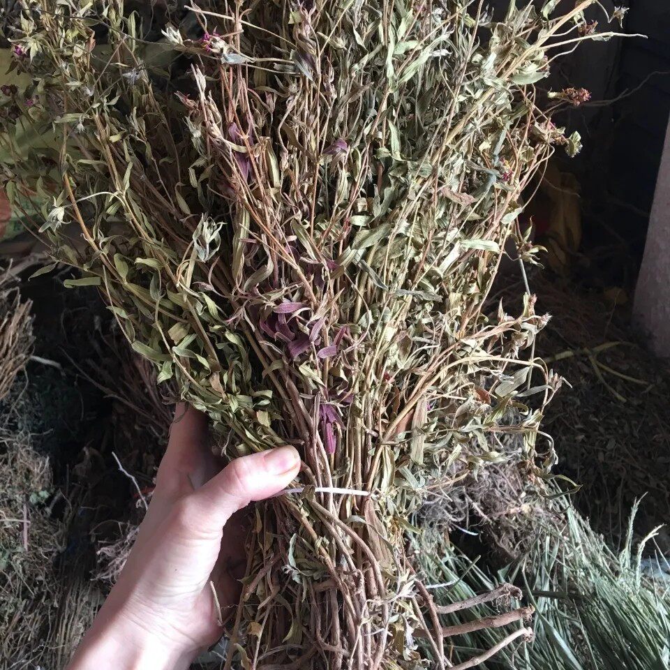 大天香炉金锦香小金钟蜂窝草朝天罐紫金种金石榴天吊香仰天钟500g