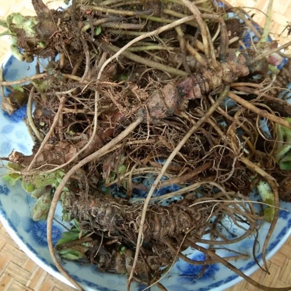 新鲜蜘蛛香 马蹄香 九转香 莲香草 养心莲 猫儿屎 老虎七纯根500g