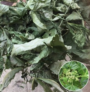 新鲜三丫苦枝叶 三桠苦叶 三叉苦 三叉虎叶 枝叶纯根干货500g