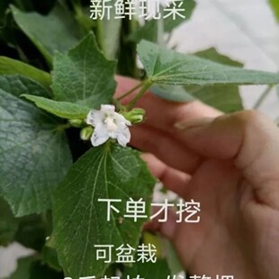 新鲜白花地桃花 白虱母头刺头婆肖梵天花拦路虎根野棉花 1000g