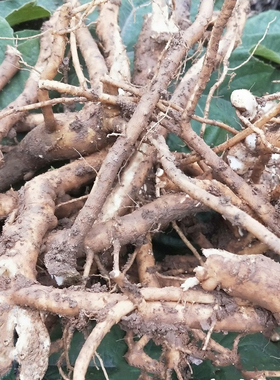 新鲜通花根 通脱木 木通树 天麻子 大通草寇脱离南活莌倚商花500g