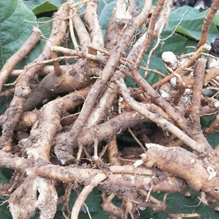 新鲜通花根 通脱木 木通树 天麻子 大通草寇脱离南活莌倚商花500g