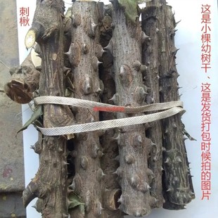 新鲜刺楸树皮 鼓钉刺 刺风树鸟不宿钉木树丁桐刺桐云楸树干货500g