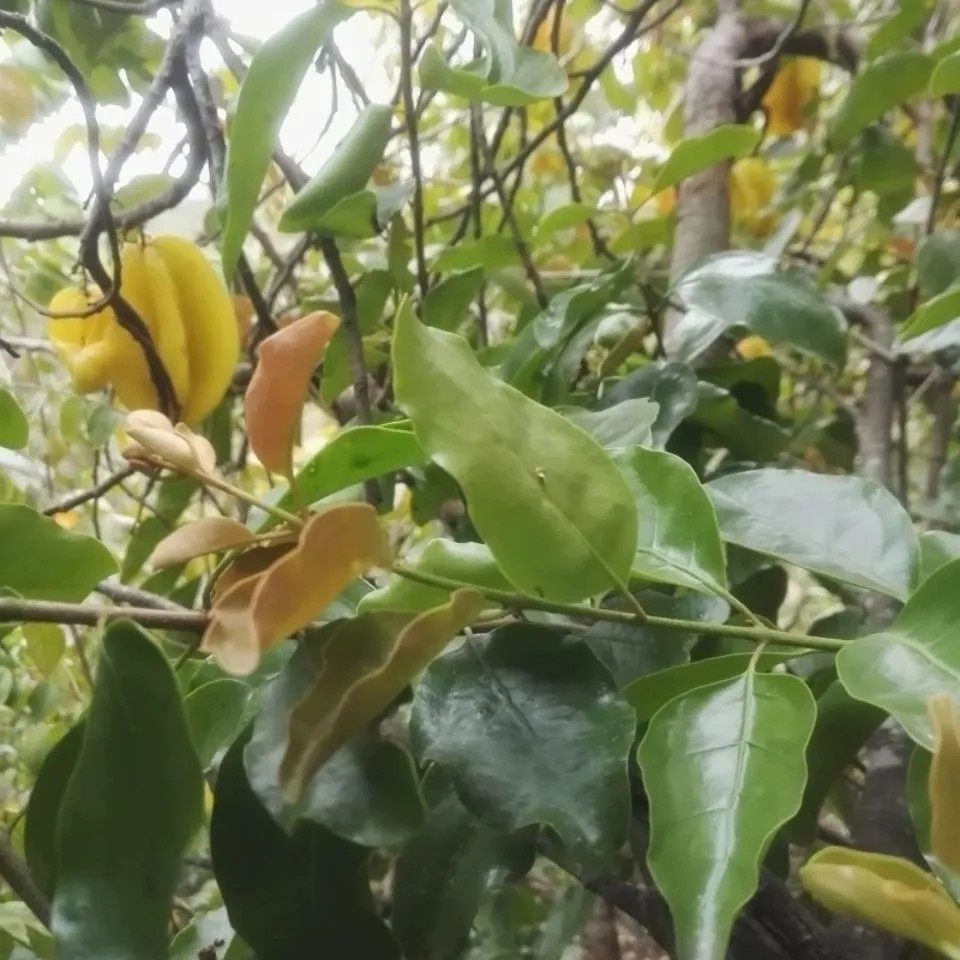 新鲜酸杨桃树寄生枝叶 酸杨桃寄生 五敛子寄生 整枝500g包邮图片