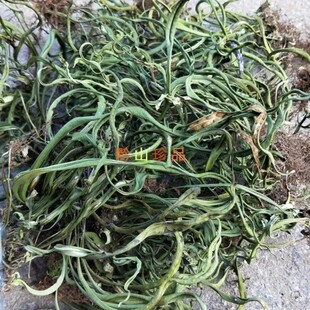 天然瓦韦 瓦苇 七星草 小叶骨牌草 小舌头草 千只眼 干草干货250g