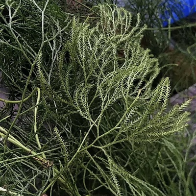 新鲜舒筋草 湿大伸筋草 生舒筋藤 石子藤 木贼叶石松 藤叶500g