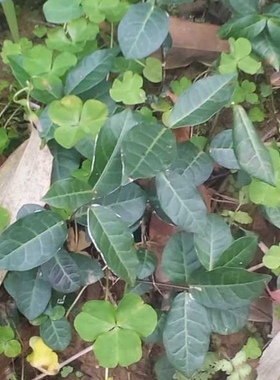 新鲜络石藤 明石 悬石 云珠 云丹肾 白花藤全草500g包邮