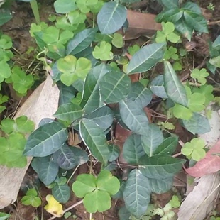 新鲜络石藤 明石 悬石 云珠 云丹肾 白花藤全草500g包邮