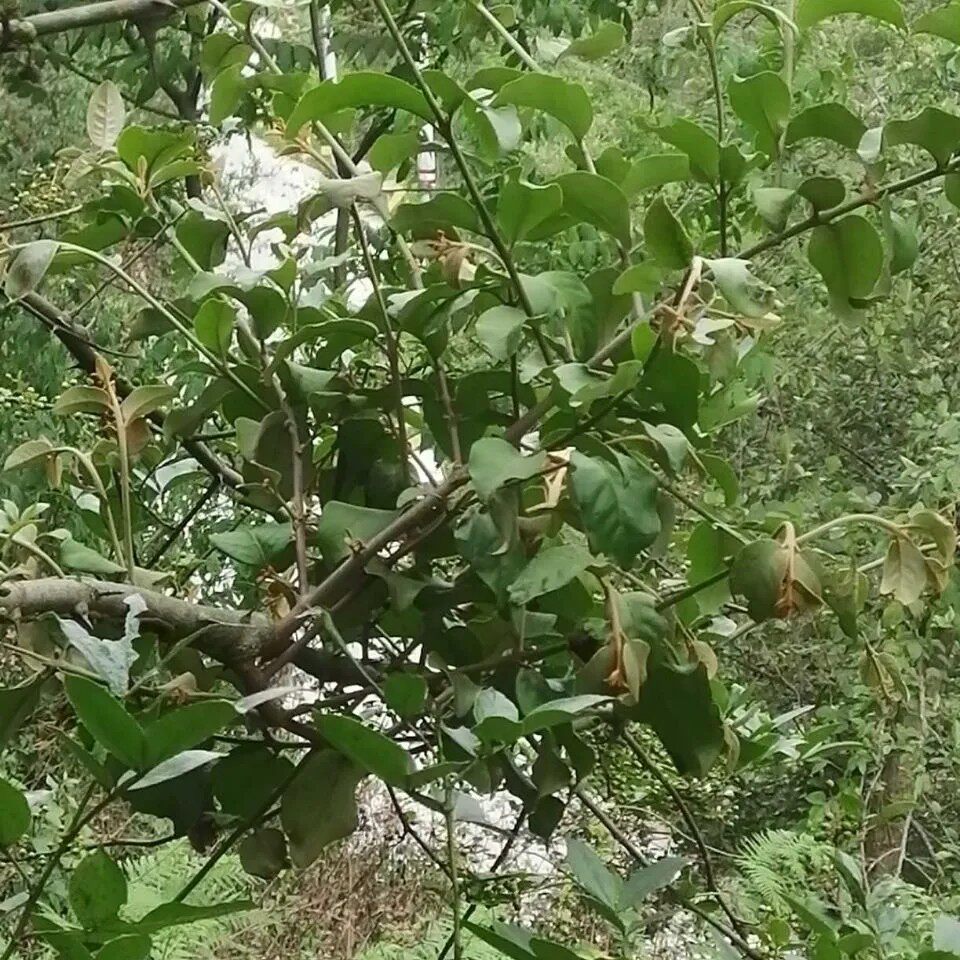 新鲜天然湿花椒树寄生 生花椒寄生茶 鲜活花椒寄生 枝叶500g包邮
