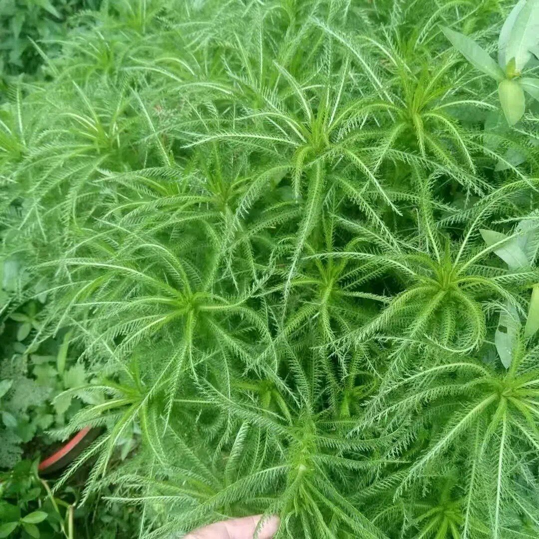 新鲜天然青草飞天蜈蚣草 千薯叶 蓍草 一枝蒿 茎叶500g包邮