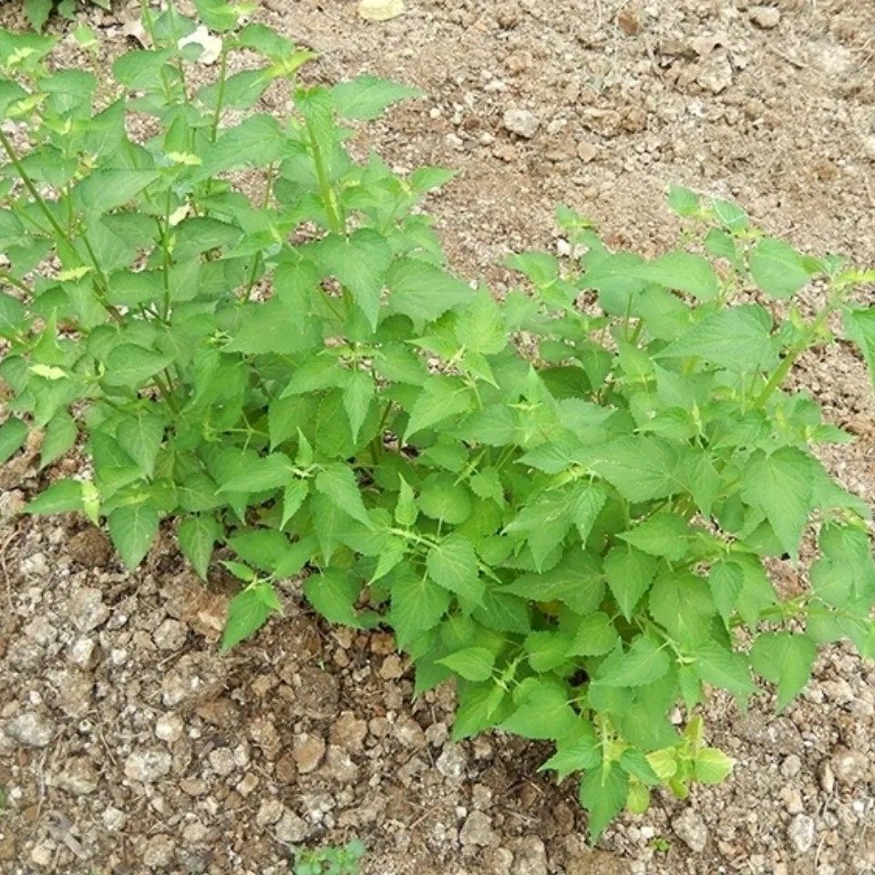 新鲜五香叶 鱼香叶菜 荷霍香草