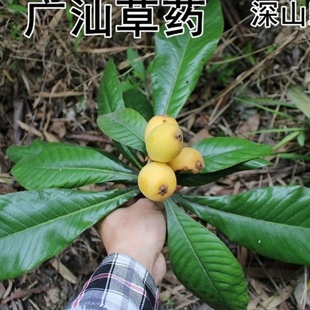 新鲜枇杷叶子 枇杷树叶 枝叶500g包邮