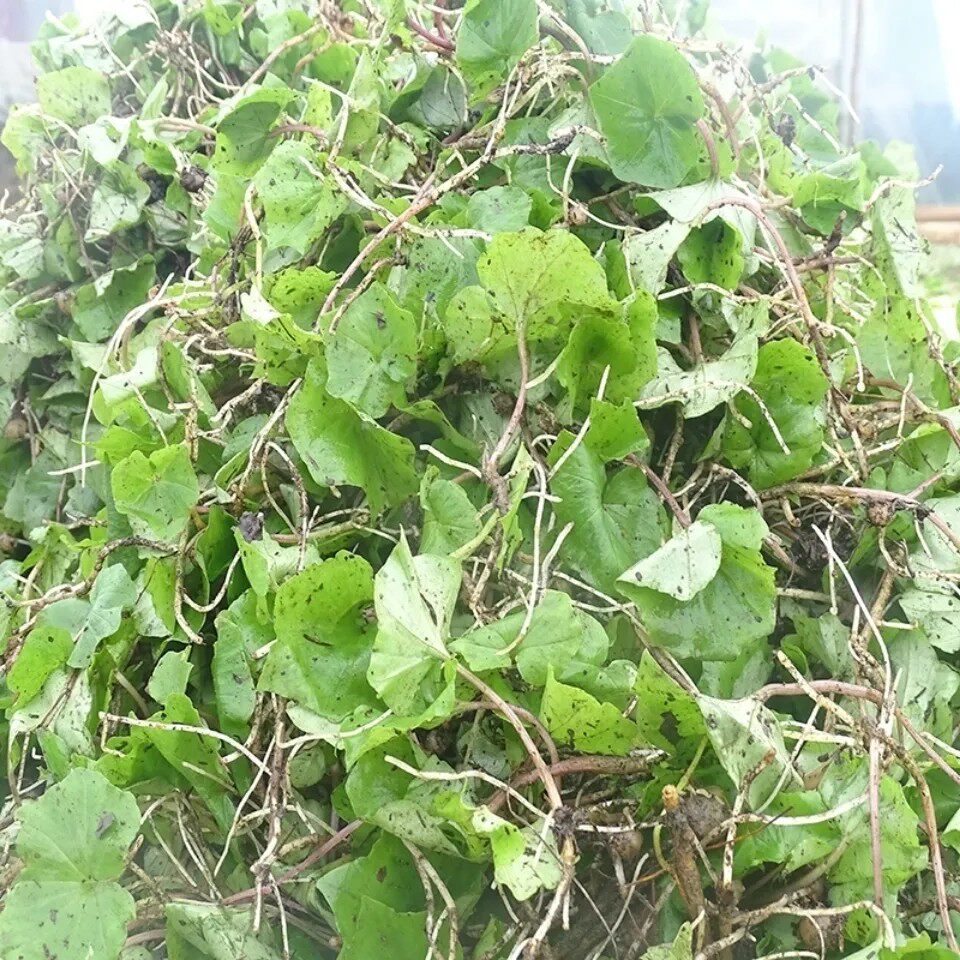 新鲜小叶青天葵草 独叶莲 半边伞 青天葵 全草500g包邮