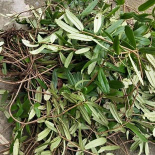 新鲜吊石苣苔 千锤打 白棒头 瓜子菜 岩泽兰 岩豇豆 石吊兰 500g