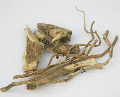 福建本地野生黄花金桂 黄花金贵 黄花金龟 黄花倒水莲干货 500g