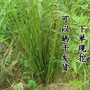 新鲜灯心草 龙须草 秧草 灯芯草 苗席草 全草500g包邮