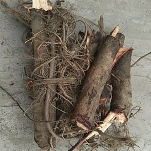 新鲜垂柳树根须 鲜活红皮柳树根 湿杨柳树根须 500g包邮