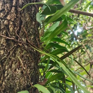 新鲜龙眼树寄生茶 湿桂圆树寄生茶 生龙眼寄生茶 上木蛇 树苇500g