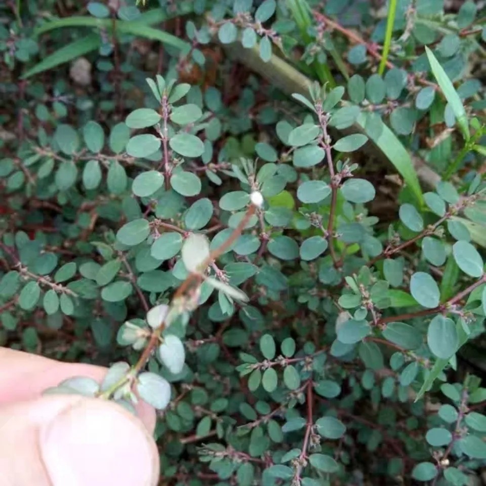 新鲜天然地锦草 奶浆草 血见愁 奶汁草红莲小飞扬乳汁草 500g包邮
