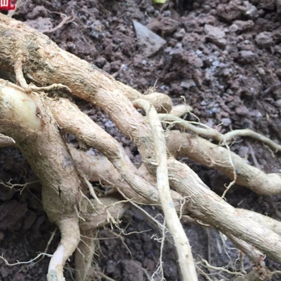 新鲜天然灰毛臭茉莉根白毛臭牡丹根毛叶大青六灯笼狮子球纯根500g