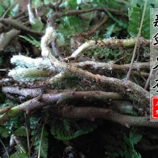 新鲜白毛蛇 石蚕 石祈蛇 白毛岩蚕 圆盖阴石蕨 白毛骨碎补500g