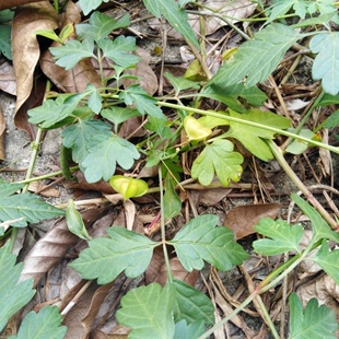 新鲜三角藤 倒地铃 三角泡 假苦瓜 风船葛 带藤苦楝 藤叶500g