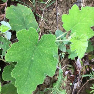新鲜大叶蛇泡簕 八月泡 狗头泡 老虎泡 粗叶悬钩子蛇泡簕500g包邮