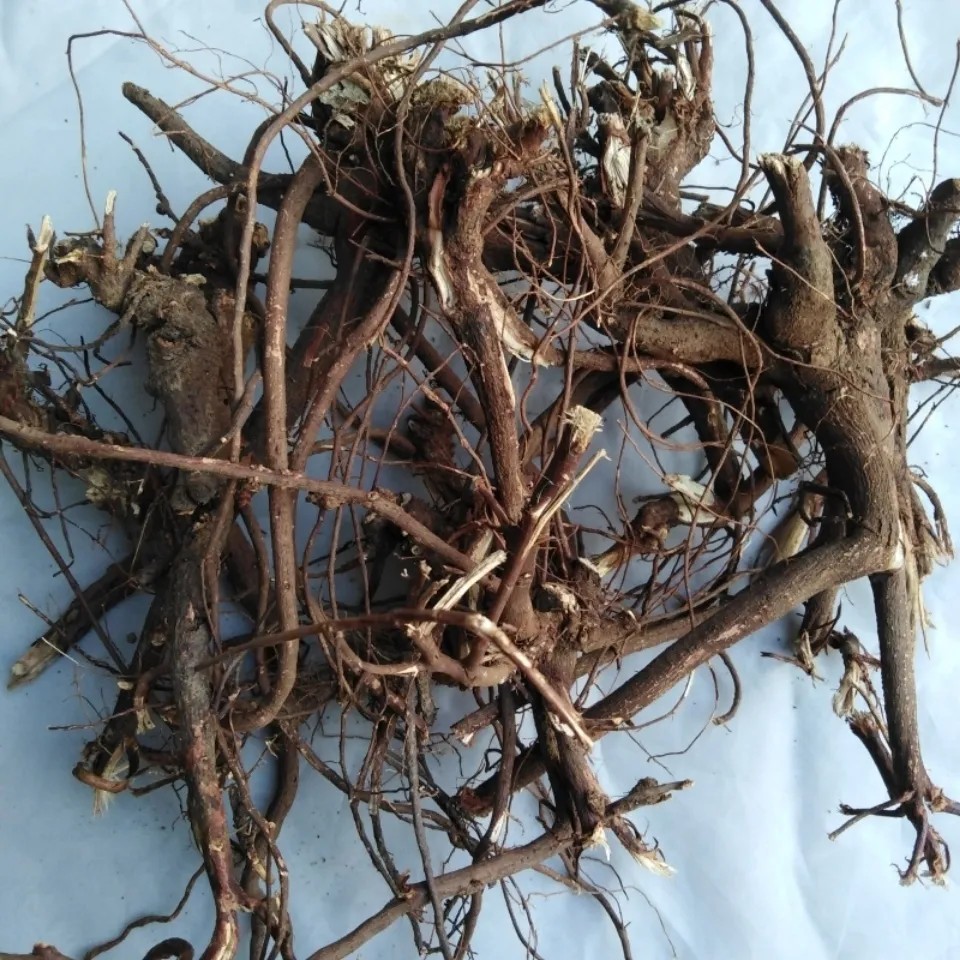 天然葫芦茶根 田刀柄 伯罗舌根 咸鱼草 狗舌犁根干货500g包邮